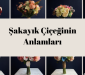 Şakayık Çiçeği Anlamı